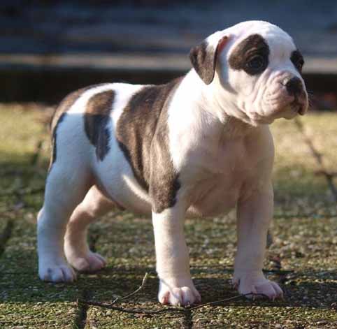 amerikaanse bulldog pup